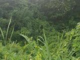 LOT 19 BONHAM SPRING, St. Ann, Jamaica - Residential lot for Sale